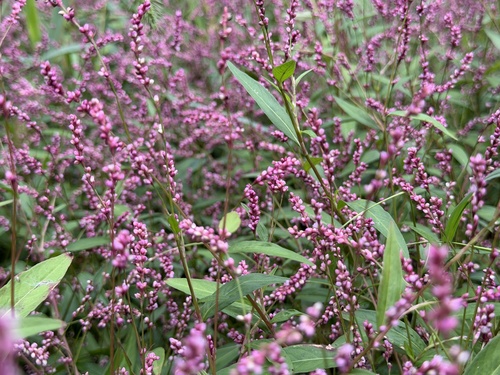 low smartweed