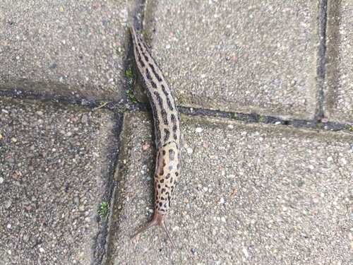 Leopard Slug
