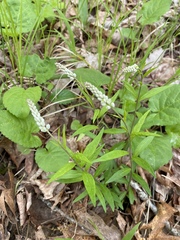 Polygala senega
