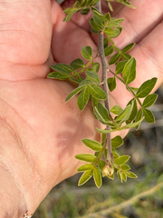Rhus microphylla