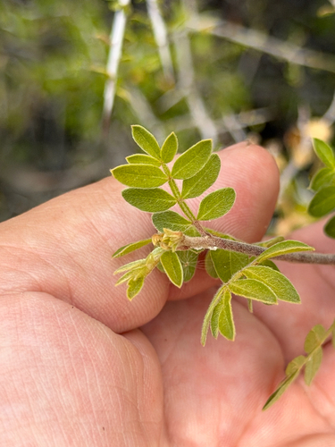 Rhus microphylla, photograph 2
