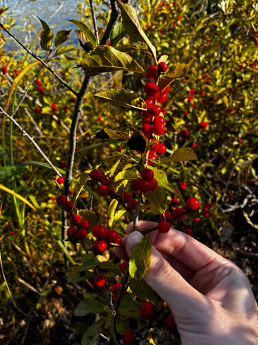 winterberry holly