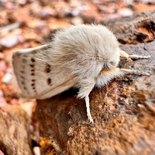 Eremaea zonospila