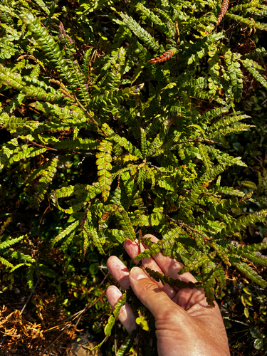 sweetfern