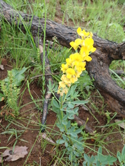 Crotalaria globifera