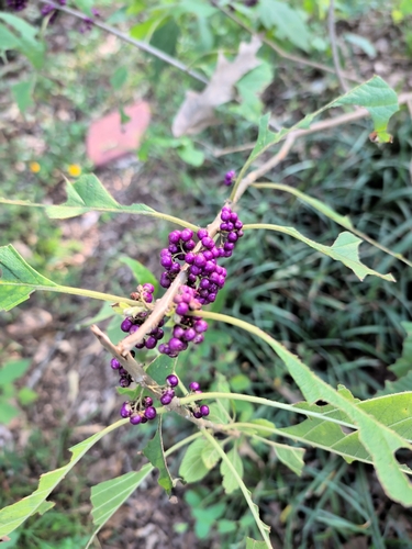 American beautyberry