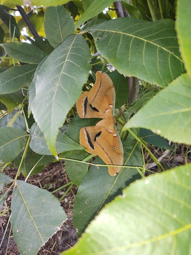 Polyphemus Moth