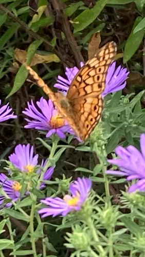 Variegated Fritillary
