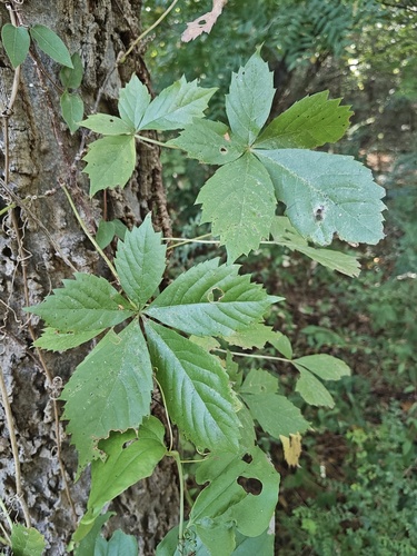 Virginia creeper