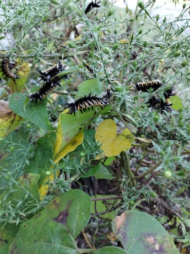 Milkweed Tussock Moth
