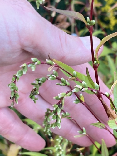 waterpepper