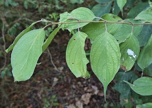 roughleaf dogwood