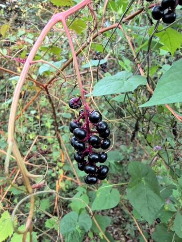 American pokeweed