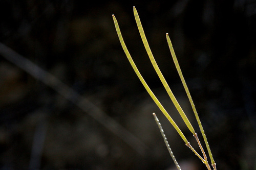 Crandall's rockcress (Boechera crandallii)