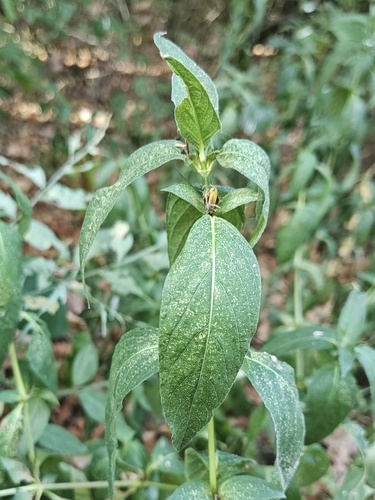 smooth ruellia