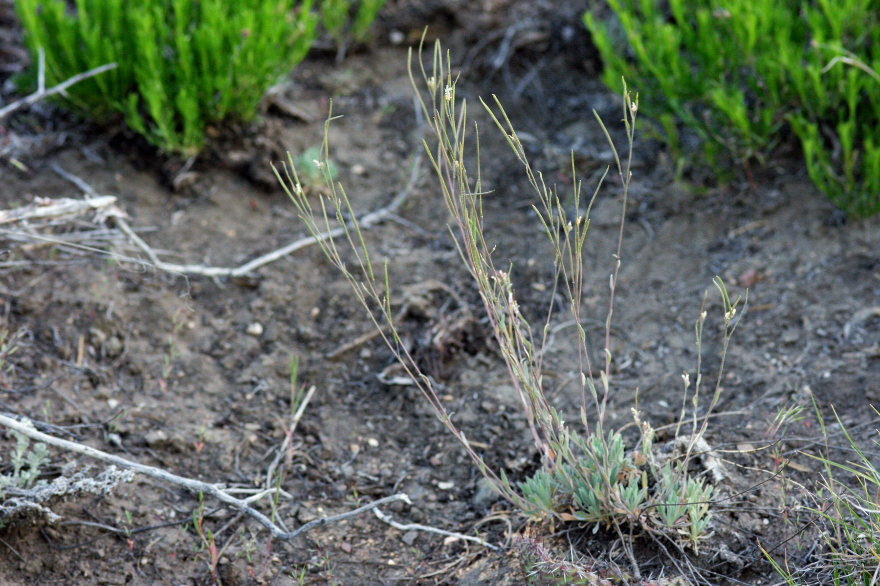 Boechera crandallii
