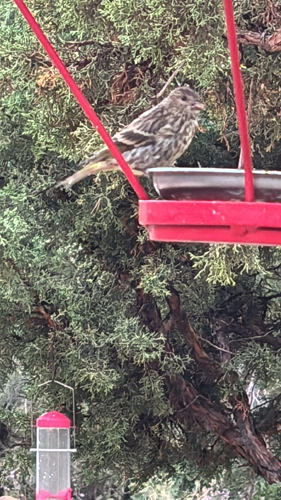 Pine Siskin
