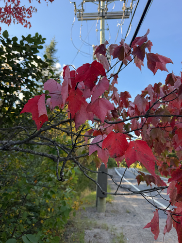 red maple