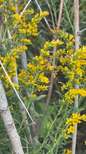 Western Honey Bee