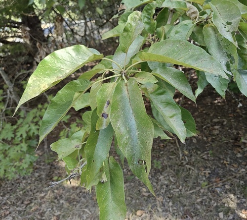 Osage-orange