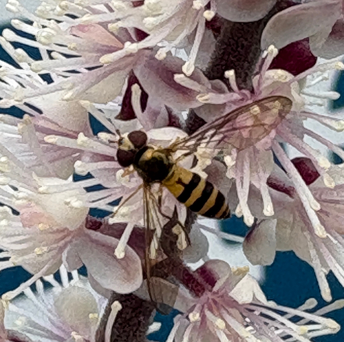 Banded Thintail