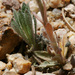 Boechera spatifolia - Photo Ningún derecho reservado, subido por Patrick Alexander