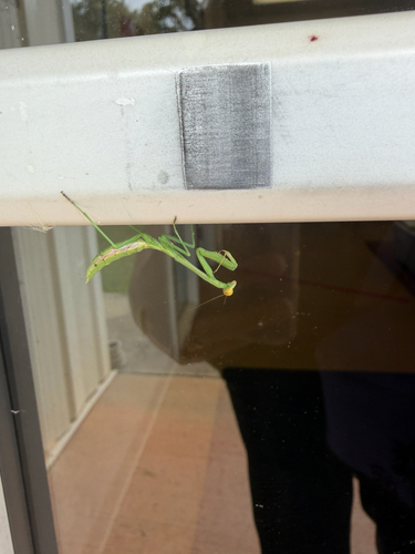 Carolina Mantis