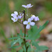 Cardamine californica - Photo (c) dloarie, μερικά δικαιώματα διατηρούνται (CC BY), uploaded by dloarie