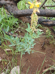 Crotalaria globifera