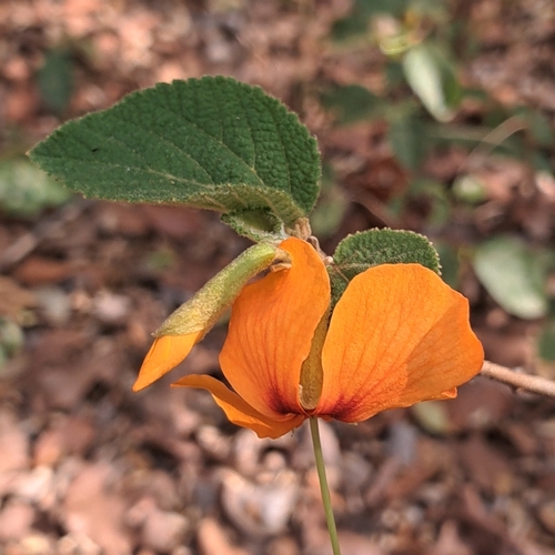 Helicteres brevispira