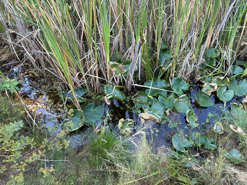 European Frog-bit