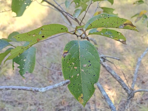 American persimmon