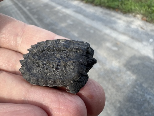 Common Snapping Turtle