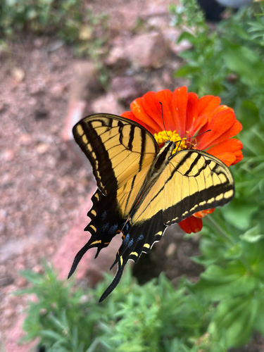 Two-tailed Swallowtail