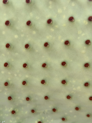 Opuntia rufida, photograph 4