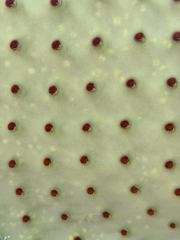 Opuntia rufida, photograph (c) Ian McFaul, some rights reserved (CC BY)