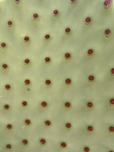 Opuntia rufida, photograph 5