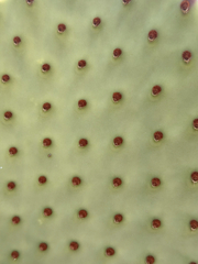 Opuntia rufida, photograph (c) Ian McFaul, some rights reserved (CC BY)