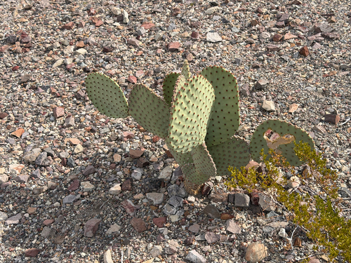 Opuntia rufida, photograph 3