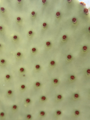 Opuntia rufida, photograph (c) Ian McFaul, some rights reserved (CC BY)