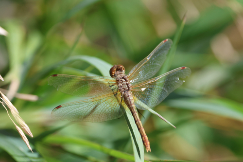 Variegated Meadowhawk