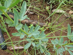 Crotalaria globifera