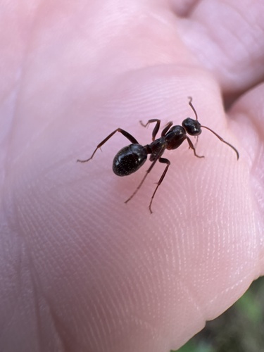 Variable Field Ant
