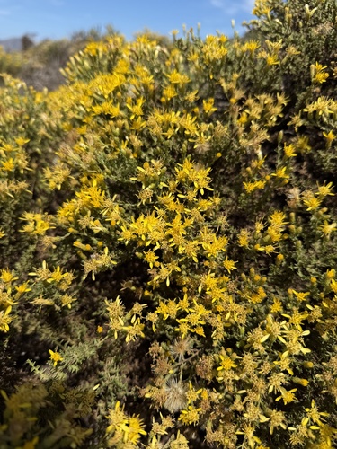 Ericameria ericoides, photograph 1
