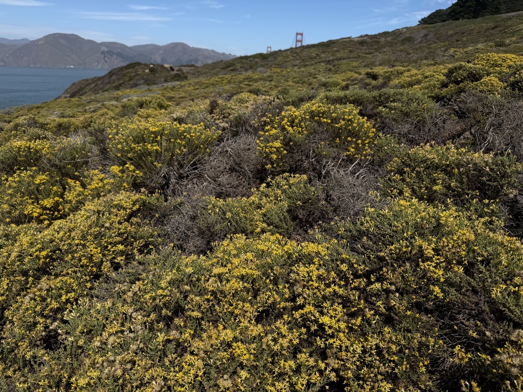 Ericameria ericoides; photograph (c) Andrea Villarreal Rodríguez, some rights reserved (CC BY)