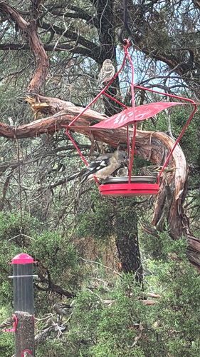 Evening Grosbeak