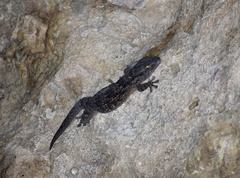 Tarentola americana