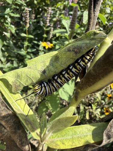 Monarch