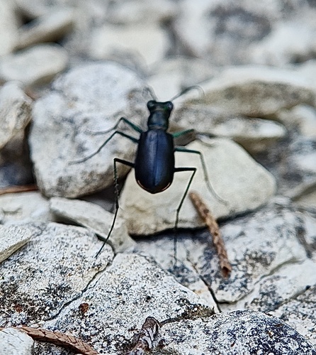 Limestone Tiger Beetle