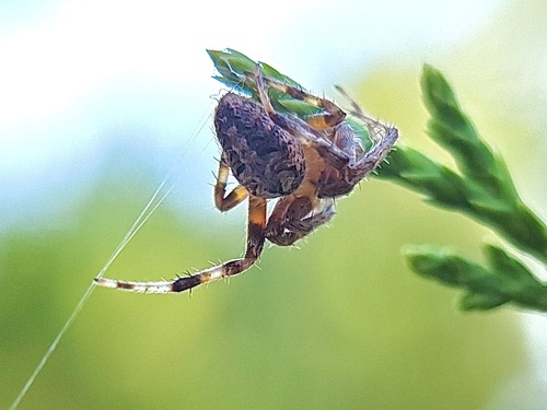 Spotted Orbweaver